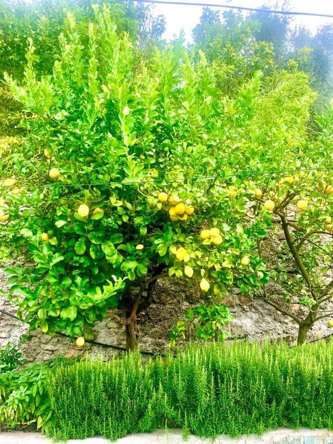 Il Gabbiano Di Pieve Bed & Breakfast Pieve Ligure Dış mekan fotoğraf